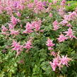 Čechrava Arendsova 'Pink' - Astilbe arendsii 'Pink'