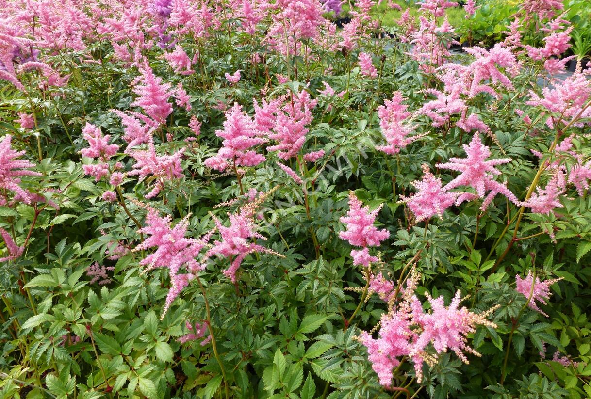 Čechrava Arendsova 'Pink' - Astilbe arendsii 'Pink'