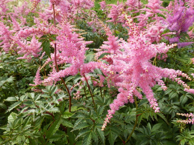 Čechrava Arendsova 'Pink' - Astilbe arendsii 'Pink'