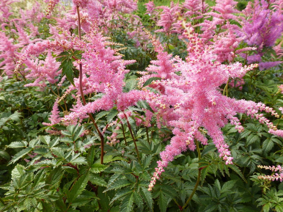 Čechrava Arendsova 'Pink' - Astilbe arendsii 'Pink'