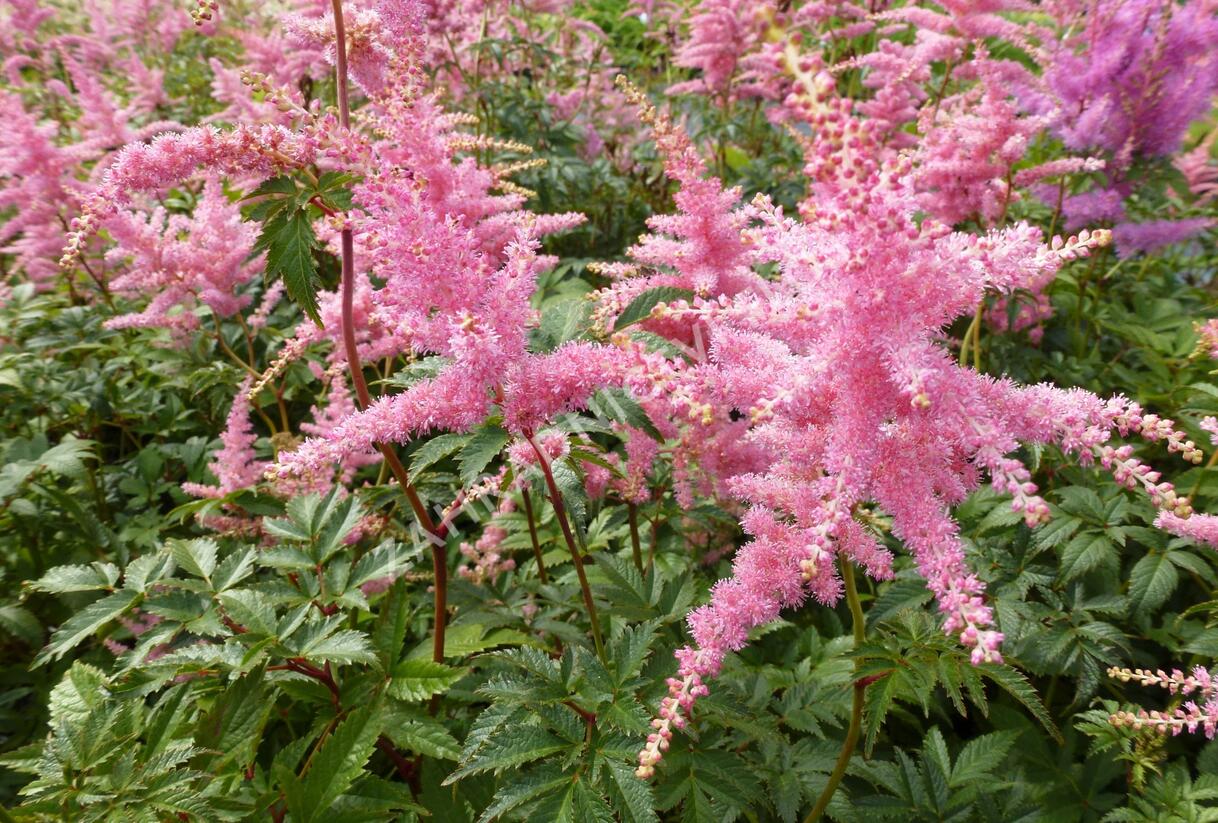 Čechrava Arendsova 'Pink' - Astilbe arendsii 'Pink'