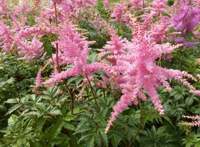 Čechrava Arendsova 'Pink' - Astilbe arendsii 'Pink'