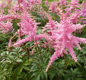 Čechrava Arendsova 'Pink' - Astilbe arendsii 'Pink'