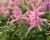 Čechrava Arendsova 'Pink'