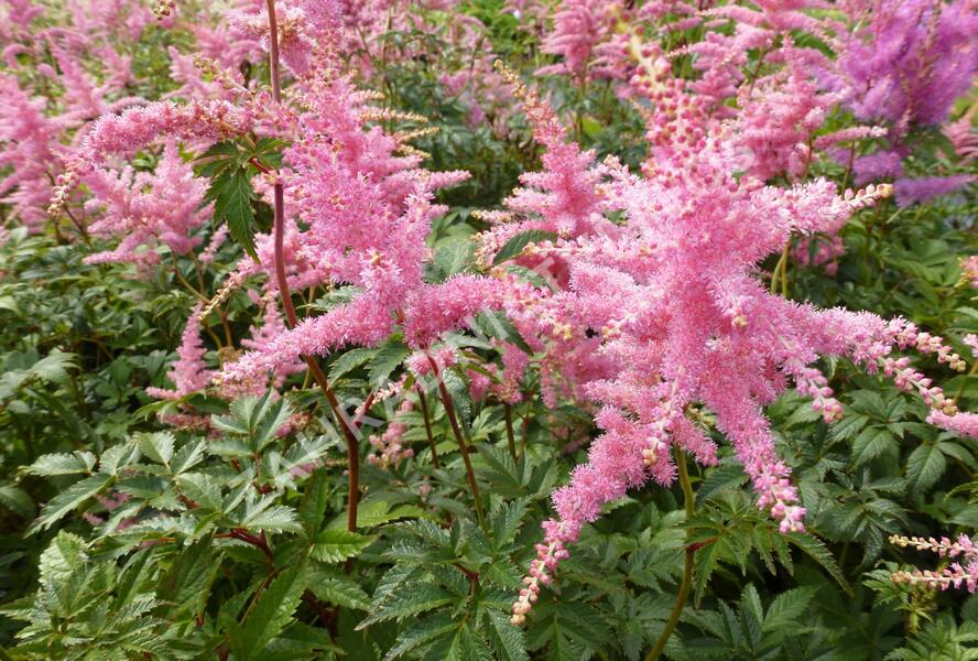 Čechrava Arendsova 'Pink' - Astilbe arendsii 'Pink'