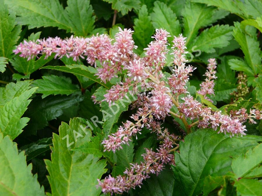 Čechrava Arendsova 'Pink' - Astilbe arendsii 'Pink'