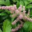 Čechrava Arendsova 'Pink' - Astilbe arendsii 'Pink'