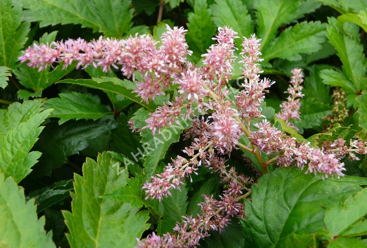 Čechrava Arendsova 'Pink' - Astilbe arendsii 'Pink'