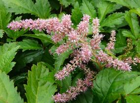 Čechrava Arendsova 'Pink' - Astilbe arendsii 'Pink'