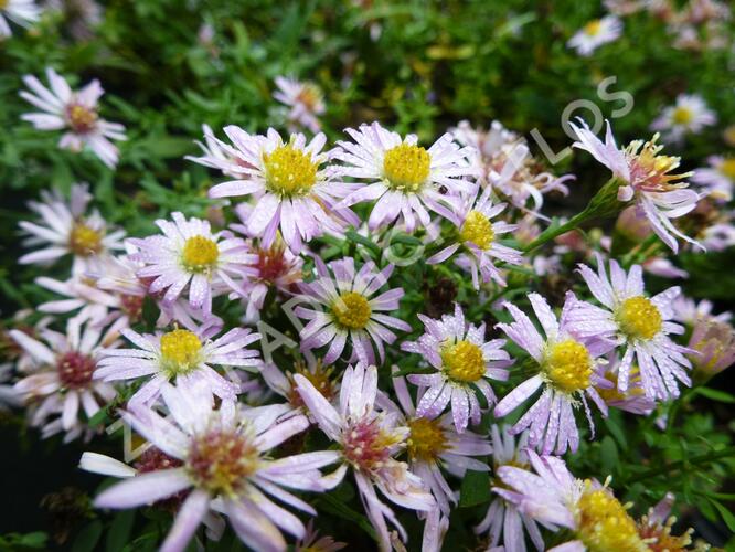 Hvězdnice vřesovcová 'Pink Cloud' - Aster ericoides 'Pink Cloud'