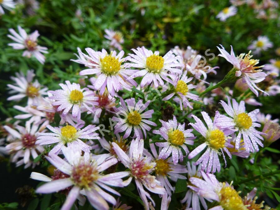 Hvězdnice vřesovcová 'Pink Cloud' - Aster ericoides 'Pink Cloud'