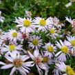 Hvězdnice vřesovcová 'Pink Cloud' - Aster ericoides 'Pink Cloud'