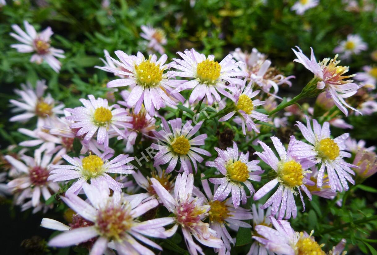 Hvězdnice vřesovcová 'Pink Cloud' - Aster ericoides 'Pink Cloud'