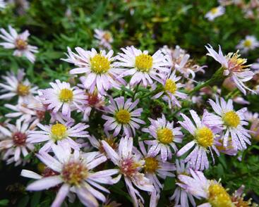 Hvězdnice vřesovcová 'Pink Cloud'