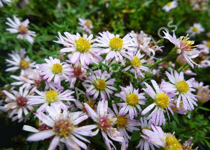 Hvězdnice vřesovcová 'Pink Cloud' - Aster ericoides 'Pink Cloud'