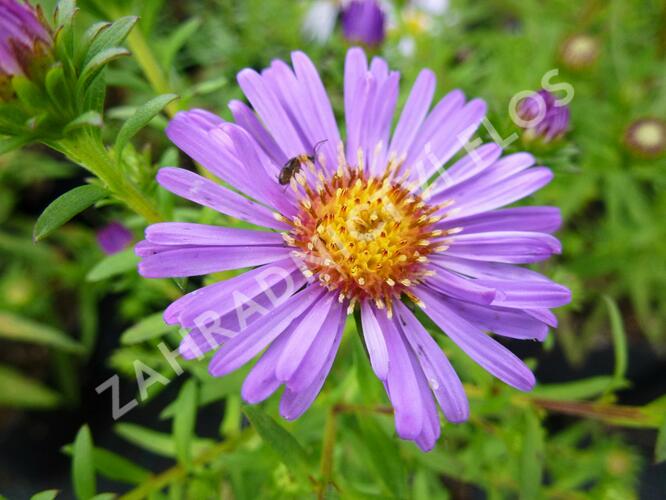 Hvězdnice keříčkovitá 'Pacific Amaranth' - Aster dumosus 'Pacific Amaranth'