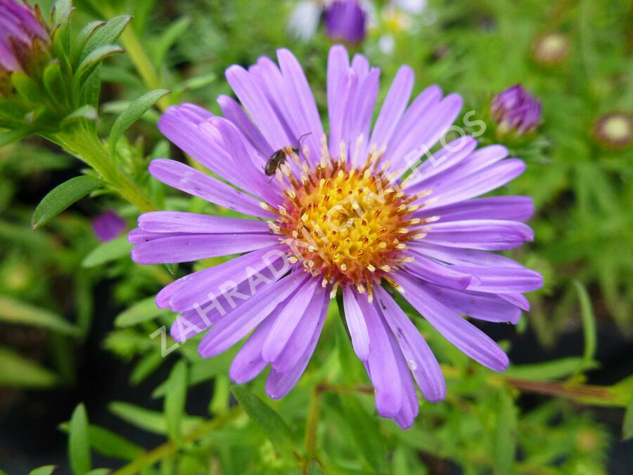 Hvězdnice keříčkovitá 'Pacific Amaranth' - Aster dumosus 'Pacific Amaranth'