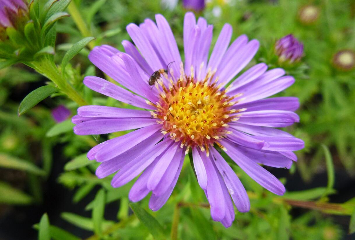Hvězdnice keříčkovitá 'Pacific Amaranth' - Aster dumosus 'Pacific Amaranth'