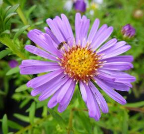 Hvězdnice keříčkovitá 'Pacific Amaranth' - Aster dumosus 'Pacific Amaranth'