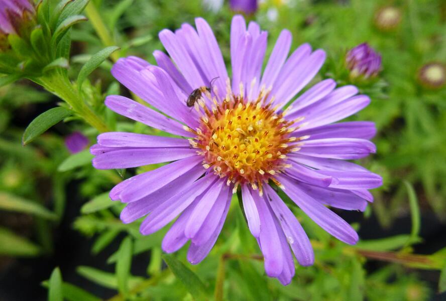 Hvězdnice keříčkovitá 'Pacific Amaranth' - Aster dumosus 'Pacific Amaranth'
