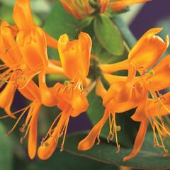 Zimolez Tellmannův - Lonicera tellmanniana