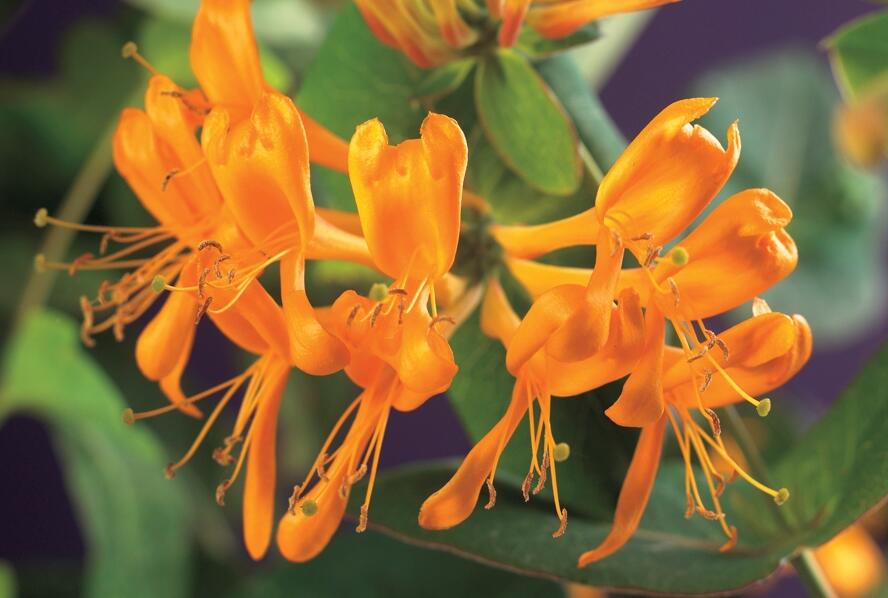 Zimolez Tellmannův - Lonicera tellmanniana