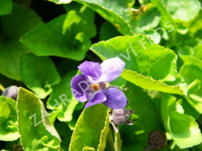 Violka vonná 'Königin Charlotte' - Viola odorata 'Königin Charlotte'