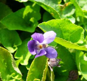 Violka vonná 'Königin Charlotte' - Viola odorata 'Königin Charlotte'