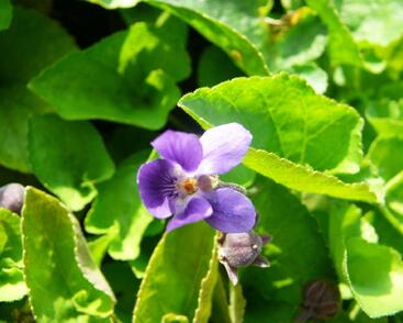 Violka vonná 'Königin Charlotte'