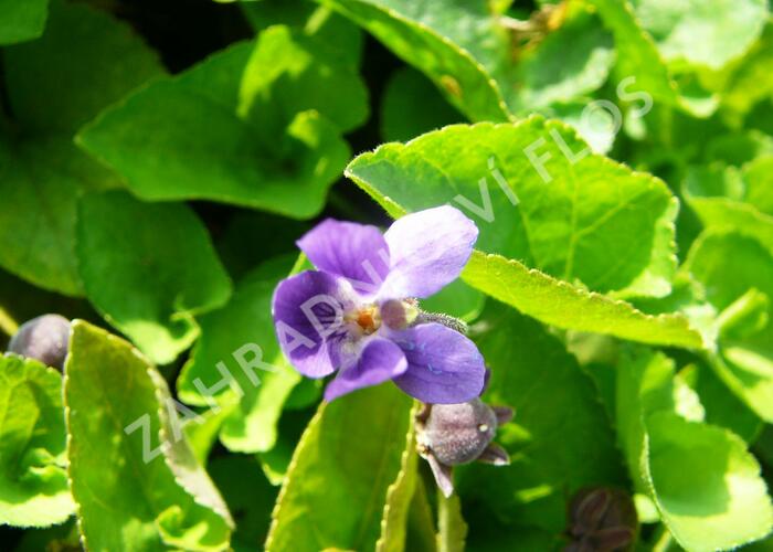 Violka vonná 'Königin Charlotte' - Viola odorata 'Königin Charlotte'