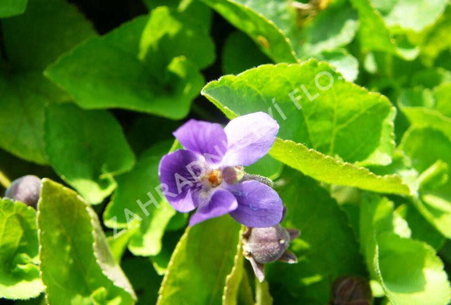 Violka vonná 'Königin Charlotte' - Viola odorata 'Königin Charlotte'