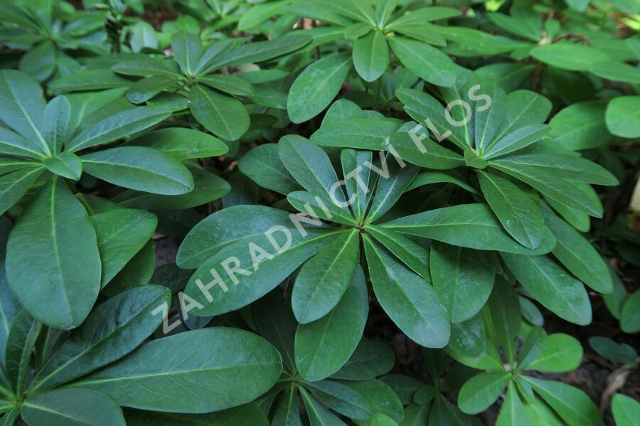 Pryšec mandloňovitý robbiae - Euphorbia amygdaloides ssp. robbiae