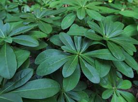 Pryšec mandloňovitý robbiae - Euphorbia amygdaloides ssp. robbiae