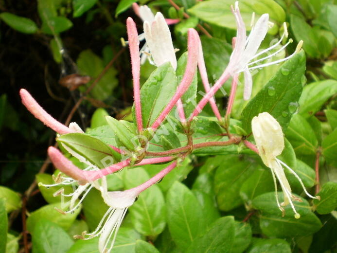 Zimolez japonský 'Red Word' - Lonicera japonica 'Red Word'