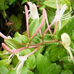 Zimolez japonský 'Red Word' - Lonicera japonica 'Red Word'