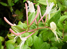Zimolez japonský 'Red World' - Lonicera japonica 'Red World'