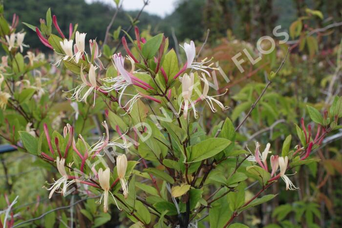 Zimolez japonský 'Red World' - Lonicera japonica 'Red World'