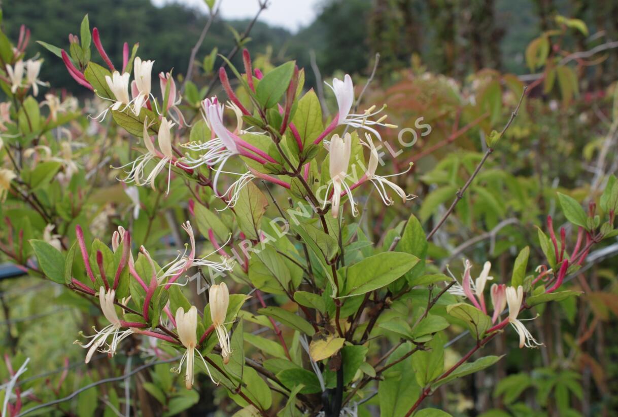 Zimolez japonský 'Red World' - Lonicera japonica 'Red World'