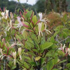 Zimolez japonský 'Red World' - Lonicera japonica 'Red World'