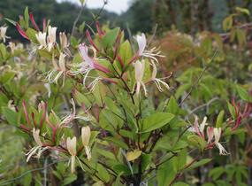 Zimolez japonský 'Red World' - Lonicera japonica 'Red World'