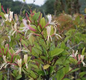 Zimolez japonský 'Red World' - Lonicera japonica 'Red World'