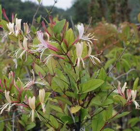 Zimolez japonský 'Red Word' - Lonicera japonica 'Red Word'