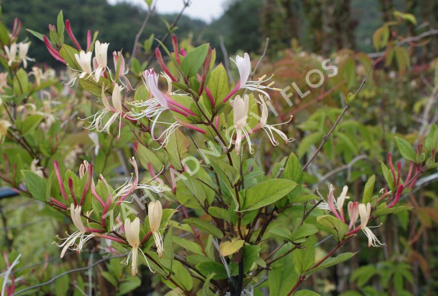 Zimolez japonský 'Red World' - Lonicera japonica 'Red World'