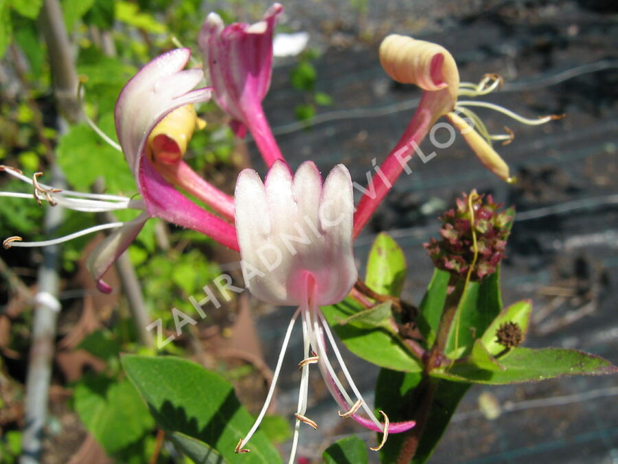 Zimolez japonský 'Purpurea' - Lonicera japonica 'Purpurea'