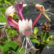 Zimolez japonský 'Purpurea' - Lonicera japonica 'Purpurea'