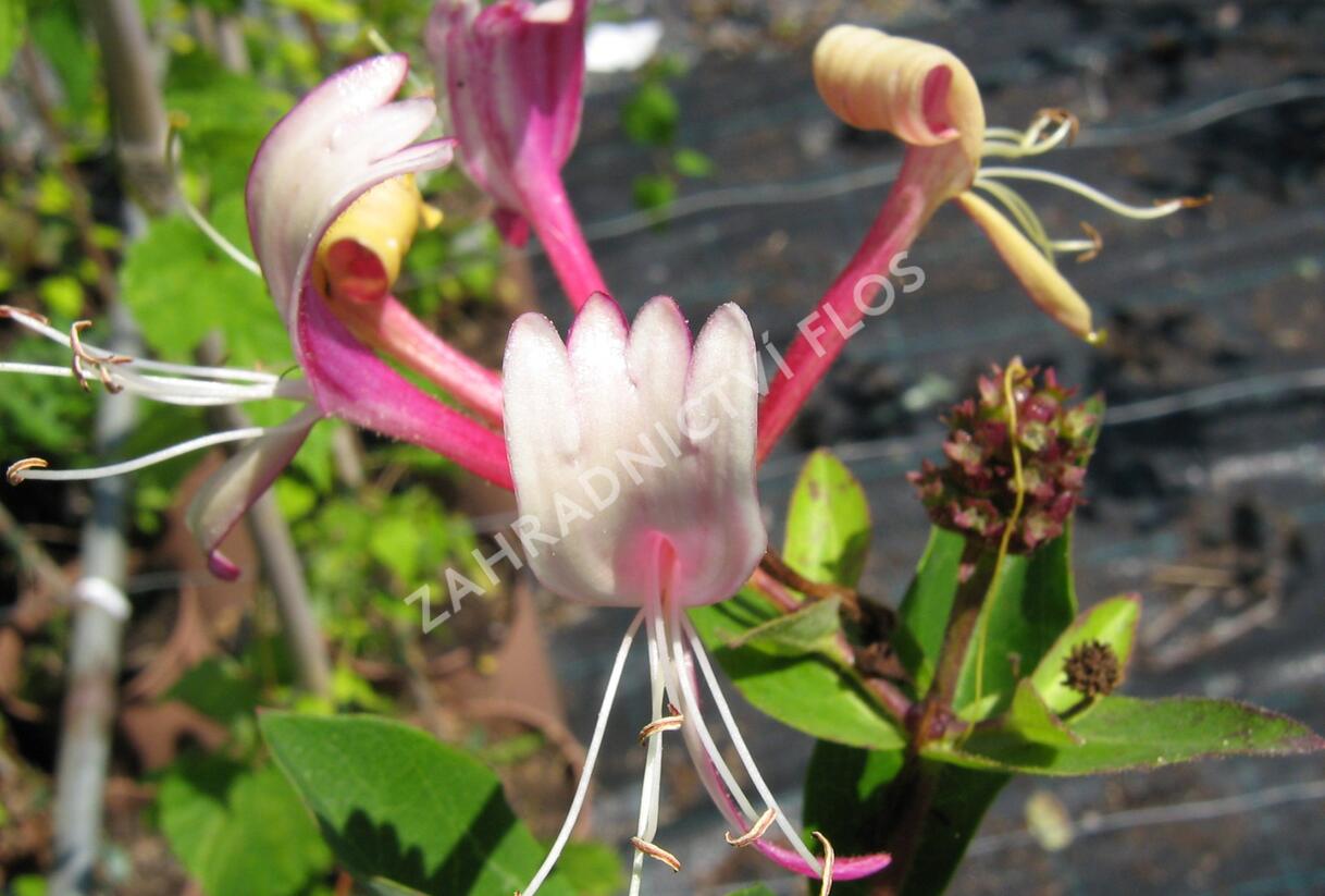 Zimolez japonský 'Purpurea' - Lonicera japonica 'Purpurea'
