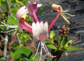 Zimolez japonský 'Purpurea' - Lonicera japonica 'Purpurea'