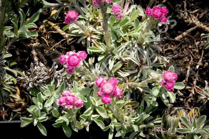 Kociánek dvoudomý 'Rotes Wunder' - Antennaria dioica 'Rotes Wunder'