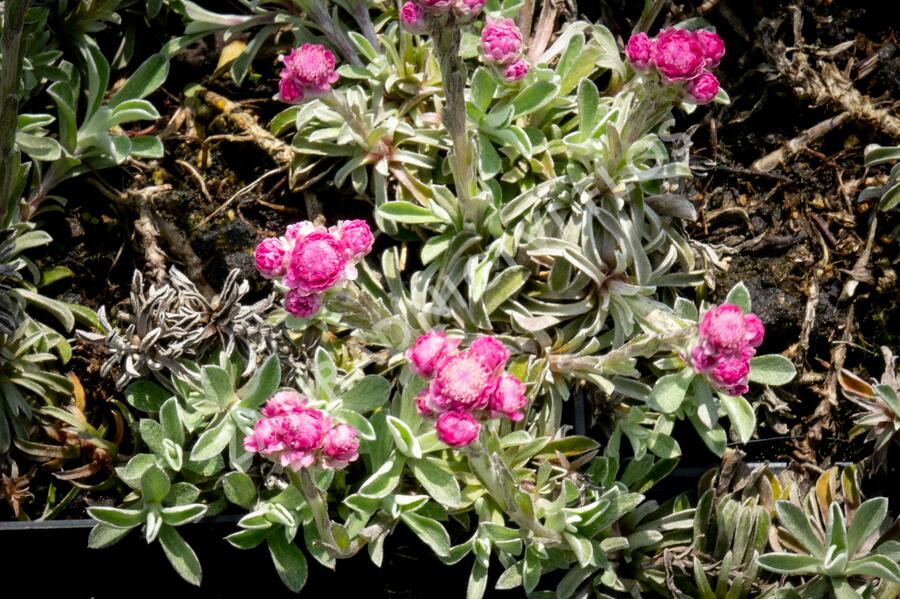 Kociánek dvoudomý 'Rotes Wunder' - Antennaria dioica 'Rotes Wunder'