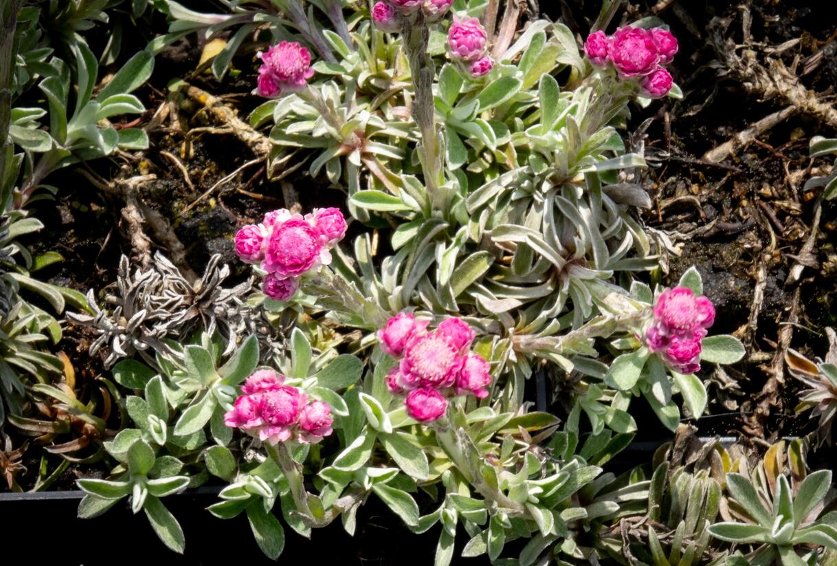 Kociánek dvoudomý 'Rotes Wunder' - Antennaria dioica 'Rotes Wunder'
